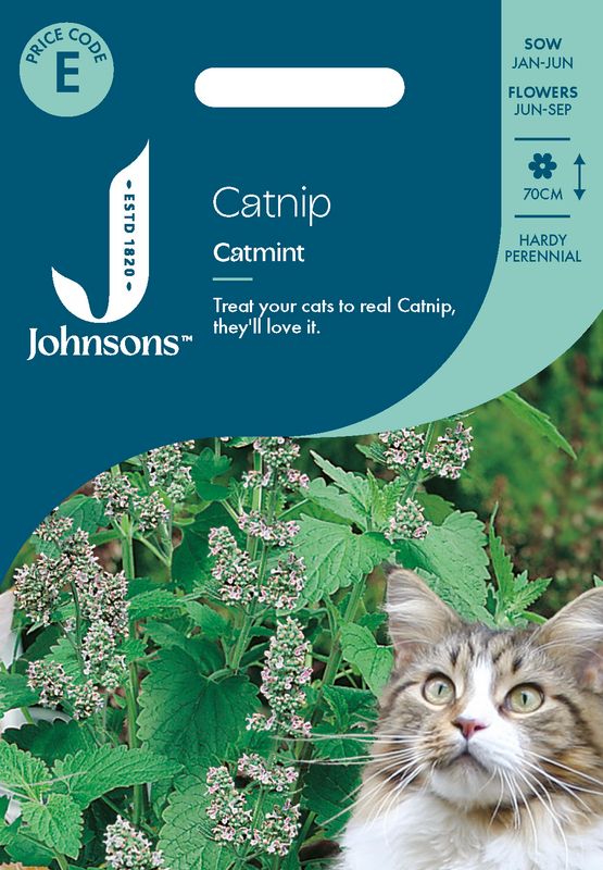 Kattemynte - Nepeta cataria