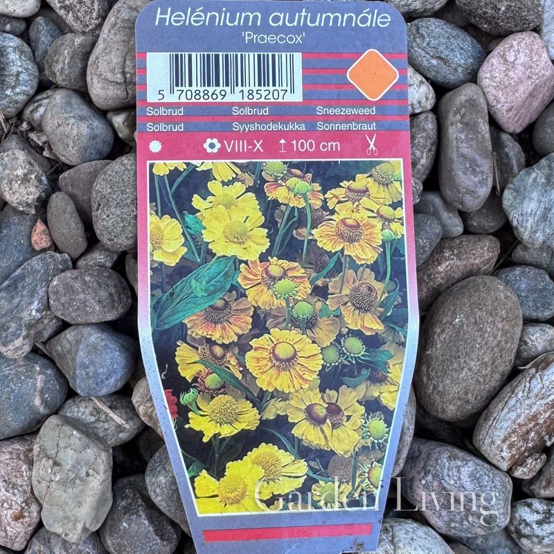 Solbrud 'Praecox' - Helenium autumnale 