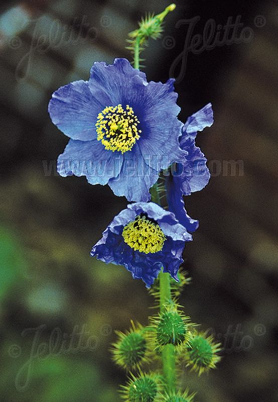Valmuesøster - Meconopsis horridula
