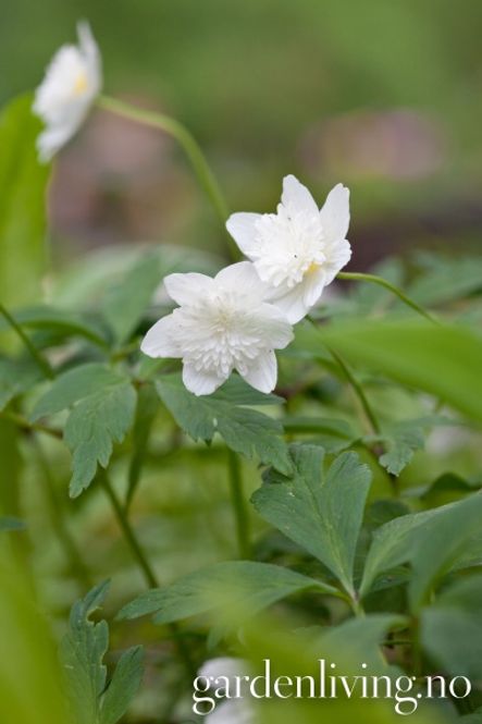 Hovedbilde Hvitveis 'Vestal - Anemone nemorosa - 1 stk 