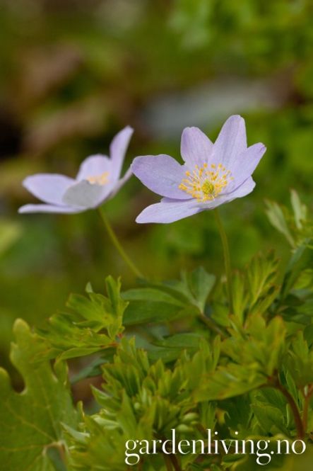 Hovedbilde Hvitveis 'Robinsoniana' - Anemone nemorosa -  1 stk