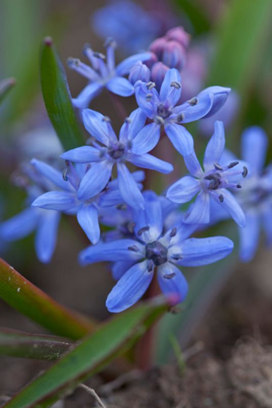 Tyrkerblåstjerne - Scilla bifolia - 12 stk