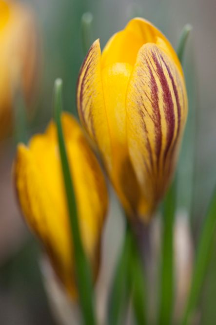 Hovedbilde Begerkrokus 'Dorothy - Crocus chrysanthus - 12 stk 
