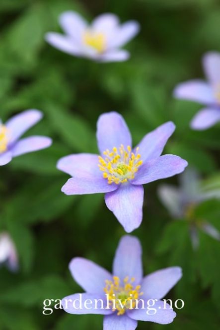 Hovedbilde Hvitveis 'Allenii' - Anemone nemorosa - 1 stk