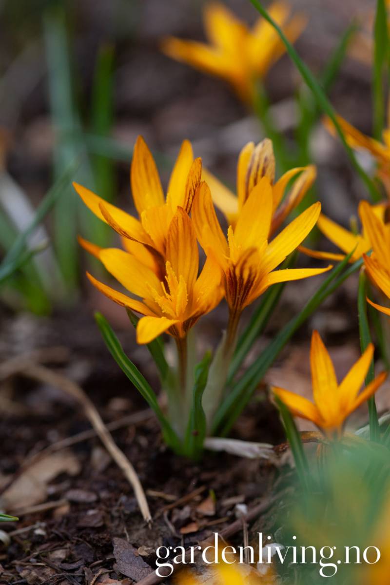 Krokus 'Orange Monarch' - Crocus - 10 stk
