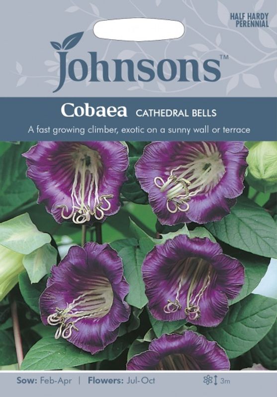 Klokkeranke - Cobaea scandens