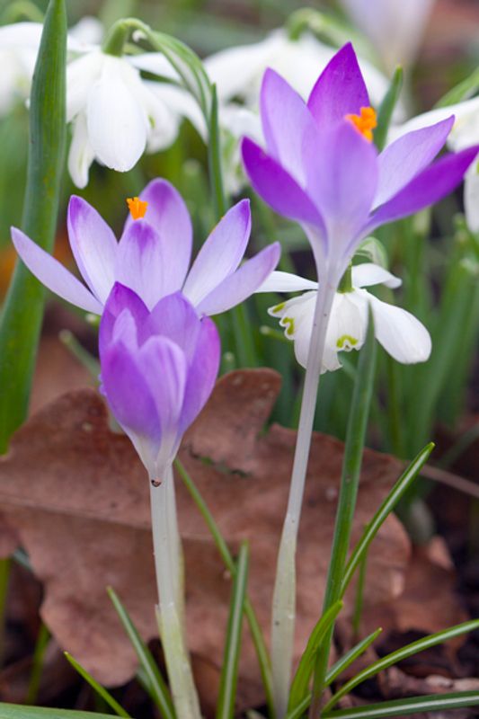 Snøkrokus 'Barr’s Purple’ - Crocus tom. - 12 stk