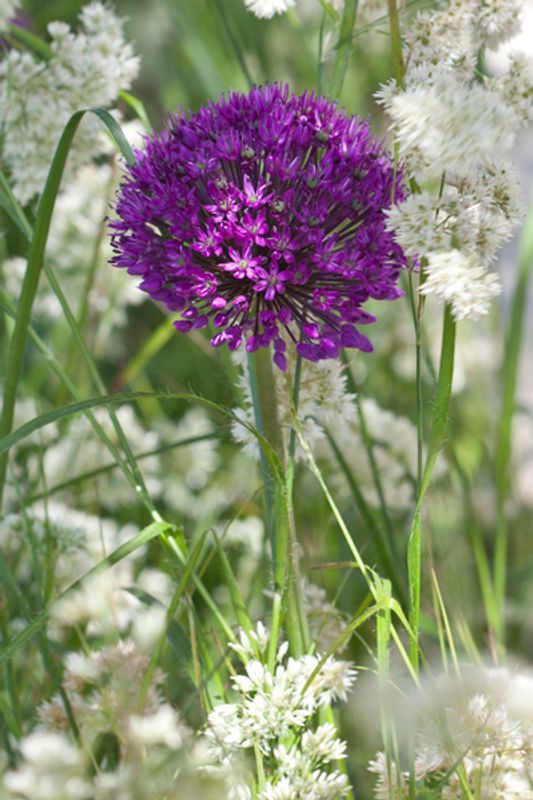 Kirgisløk 'Purple Sensation' - Allium aflatunense’ - 5 stk