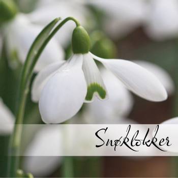 Hovedbilde Snøklokker - Galanthus