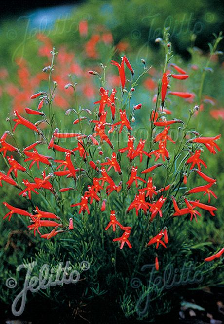 Hovedbilde Nålrørblomst - Penstemon pinifolius 