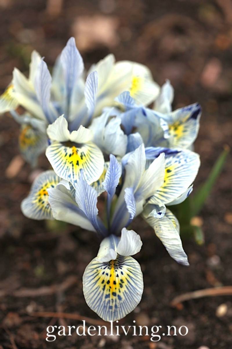 Våriris 'Katharine Hodgkin’ - Iris - 10 stk