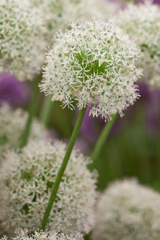 Kirgisløk ’Mount Everest’ - Allium aflatunense  - 2 stk