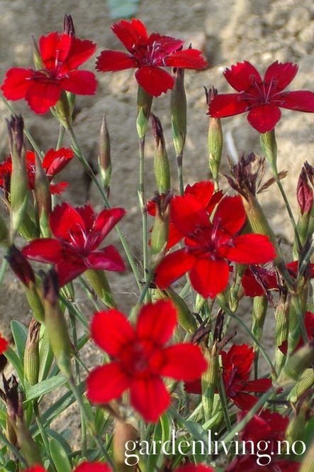 Hovedbilde Engnellik 'Flashing Lights' - Dianthus deltoides