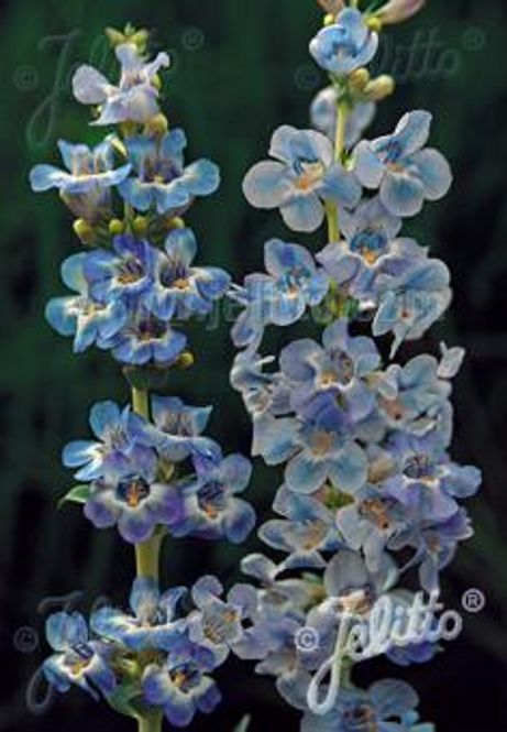Hovedbilde Rørblomst - Penstemon angustifolius