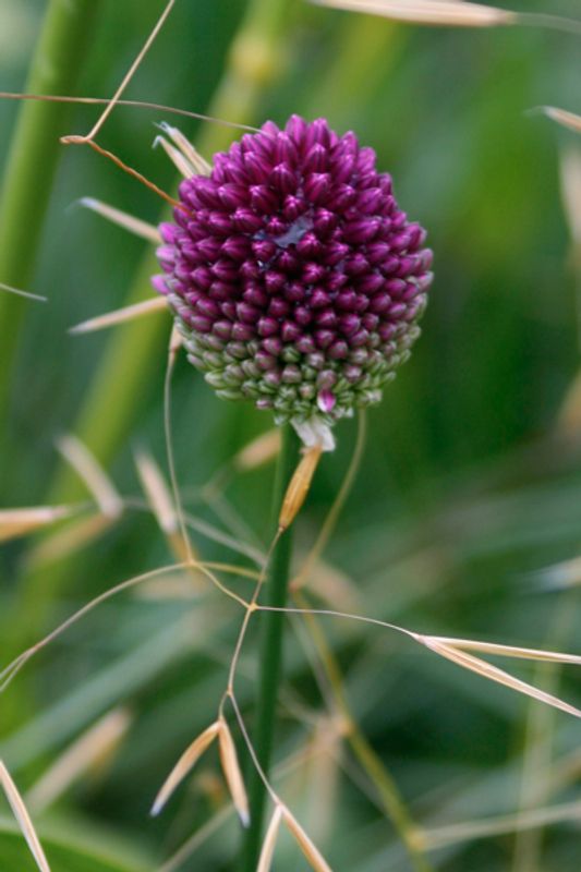 Kuleløk - Allium sphaerocephalon - 25 løk