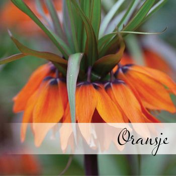 Hovedbilde Oransje blomsterløk