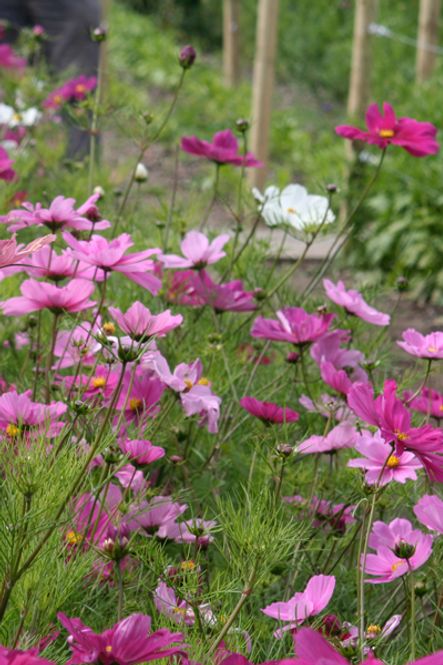 Hovedbilde Pyntekorg 'Dwarf Sensation Mixed' - Cosmos bipinnatus, lav