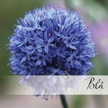 Hovedbilde Blå blomsterløk