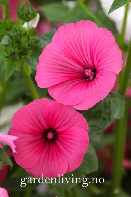 Hovedbilde Hagepoppelrose 'Ruby Regis' - Lavatera trimestris