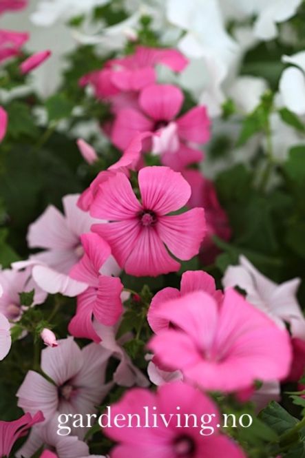 Hovedbilde Hagepoppelrose 'Parade Mix' - Lavatera trimestris