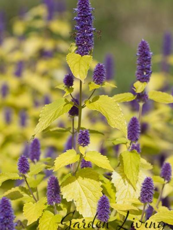 Anisisop 'Golden Jubilee' - Agastache rugosa