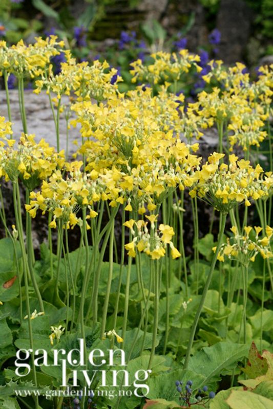 Augustprimula - Primula florindae