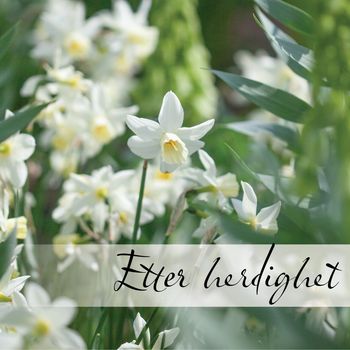Hovedbilde Blomsterløk etter herdighet