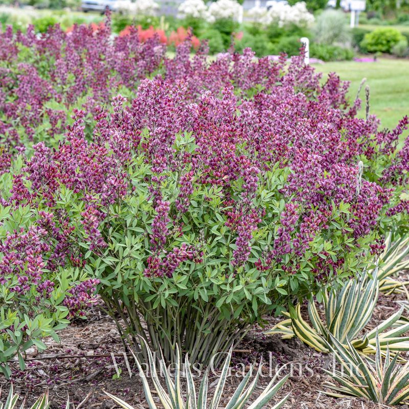 Fargeskolm 'Burgundy Blast' ® - Baptisia