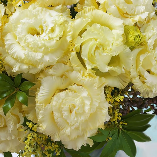 Hovedbilde Lisianthus 'Corelli Sugoi™ Yellow III' F1 - Eustomia ...