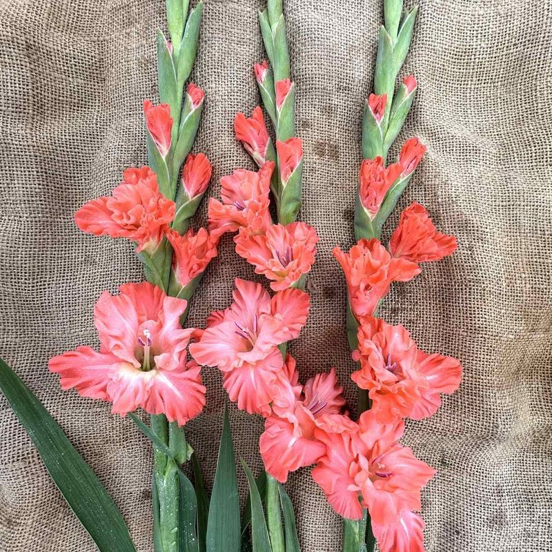Gladiol 'Ted's Frizzle' - Gladiolus, 10 stk.