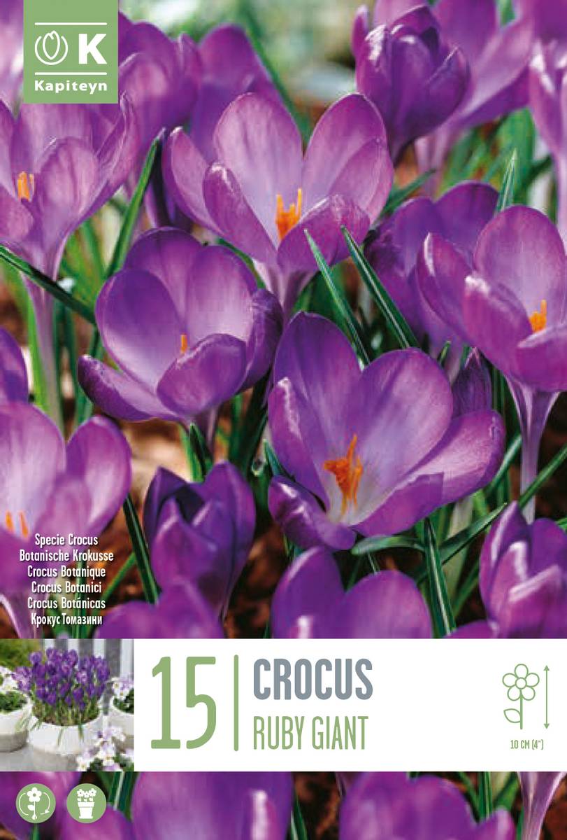 Snøkrokus 'Ruby Giant' - Crocus tommasinianus - 15 stk