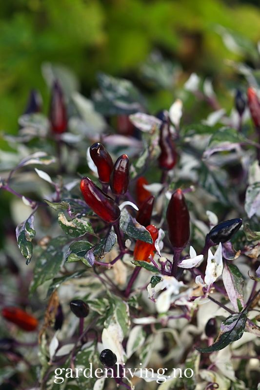 Chilipepper 'Calico' - Capsicum annuum