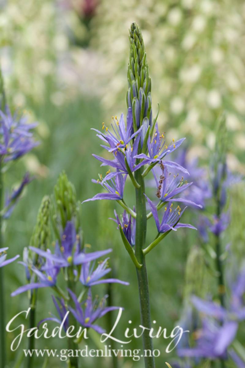 Bjørnestjerne 'Caerulea' - Camassia leichtlinii - 2 stk