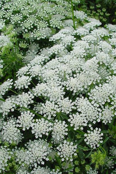 Hovedbilde Kongeskjerm - Ammi majus