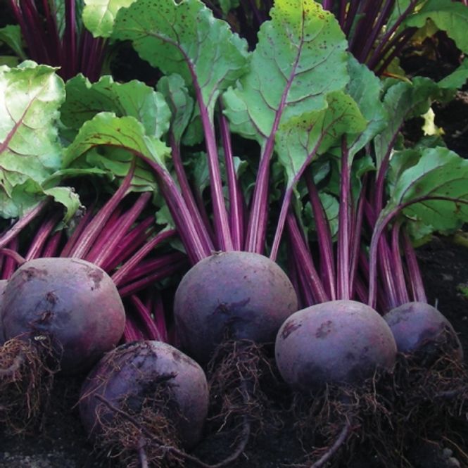 Hovedbilde Rødbete 'Rhonda' F1 - Beta vulgaris
