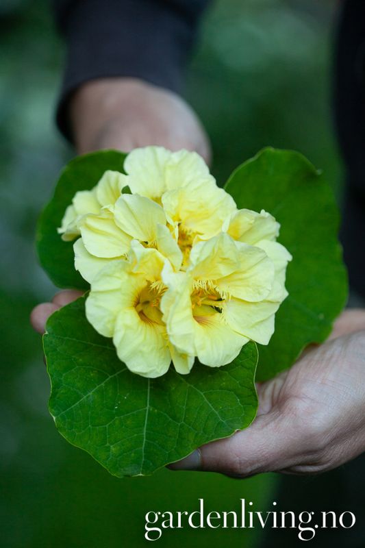 Blomkarse 'Milkmaid', lav - Tropaeolum majus