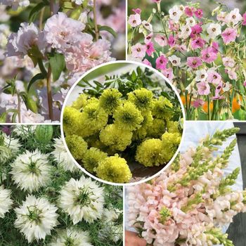 Hovedbilde Kaldsåing for snitt - lys rosa