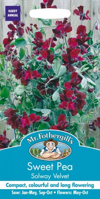 Hovedbilde Blomsterert 'Solway Velvet' - Lathyrus odoratus
