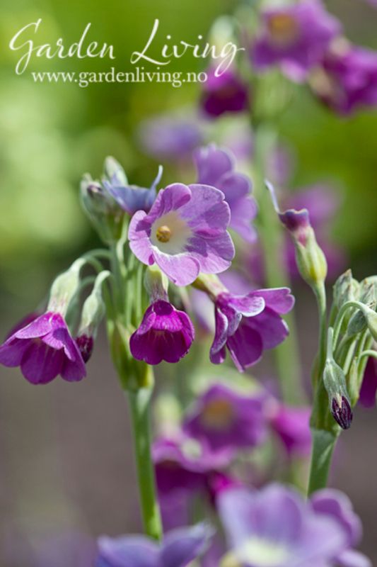 Tibetprimula - Primula alpicola