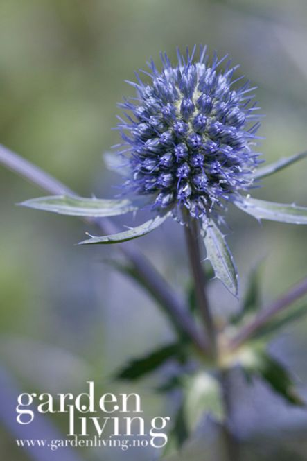 Hovedbilde Hagestikle - Eryngium planum 