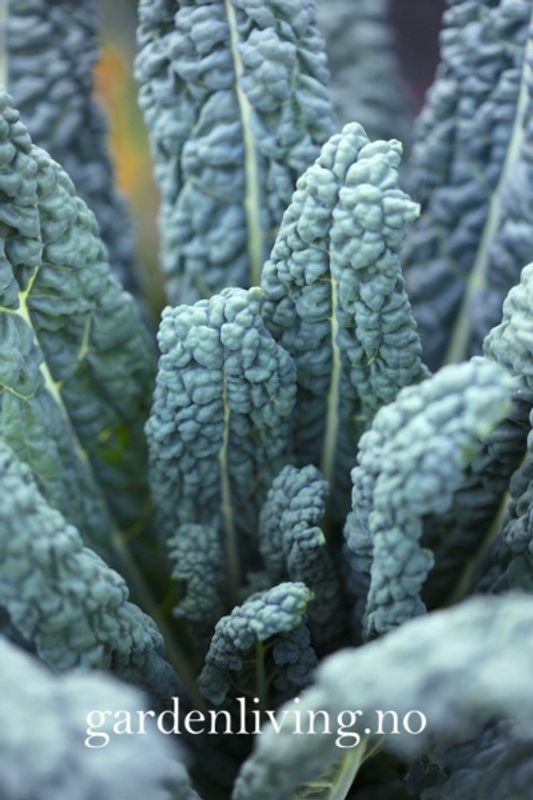 Grønnkål 'Nero di Toscana’ - Brassica oleracea 