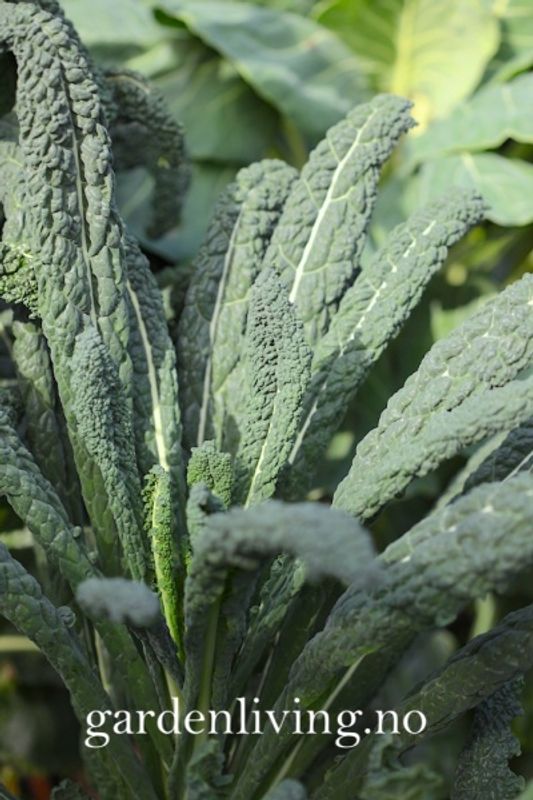 Grønnkål 'Nero di Toscana’ - Brassica oleracea 