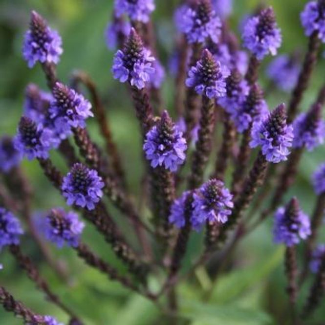 Hovedbilde Tårnjernurt 'Blue Spires' - Verbena hastata