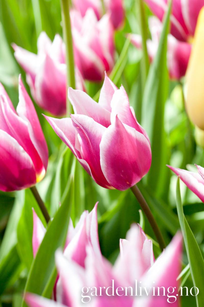 Tulipan 'Claudia', Liljeblomstrende - 7 stk