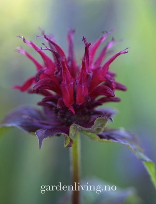 Etasjebloms ’Fireball’ - Monarda didyma