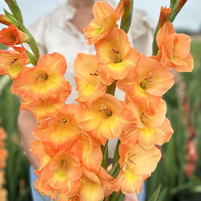 Gladiol 'Peche Melba' - Gladiolus, 10 stk.