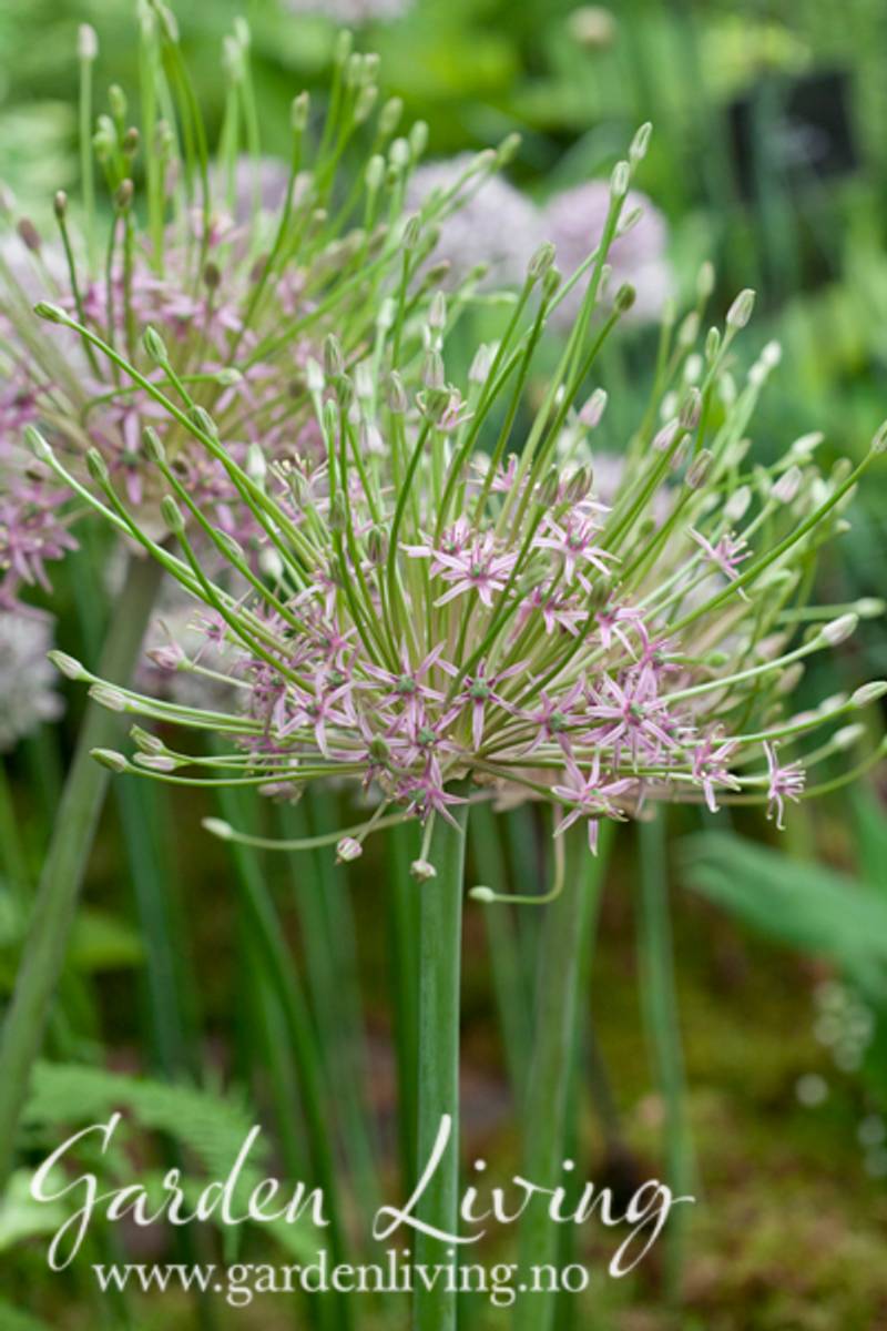 Markløperløk - Allium shubertii - 3 stk