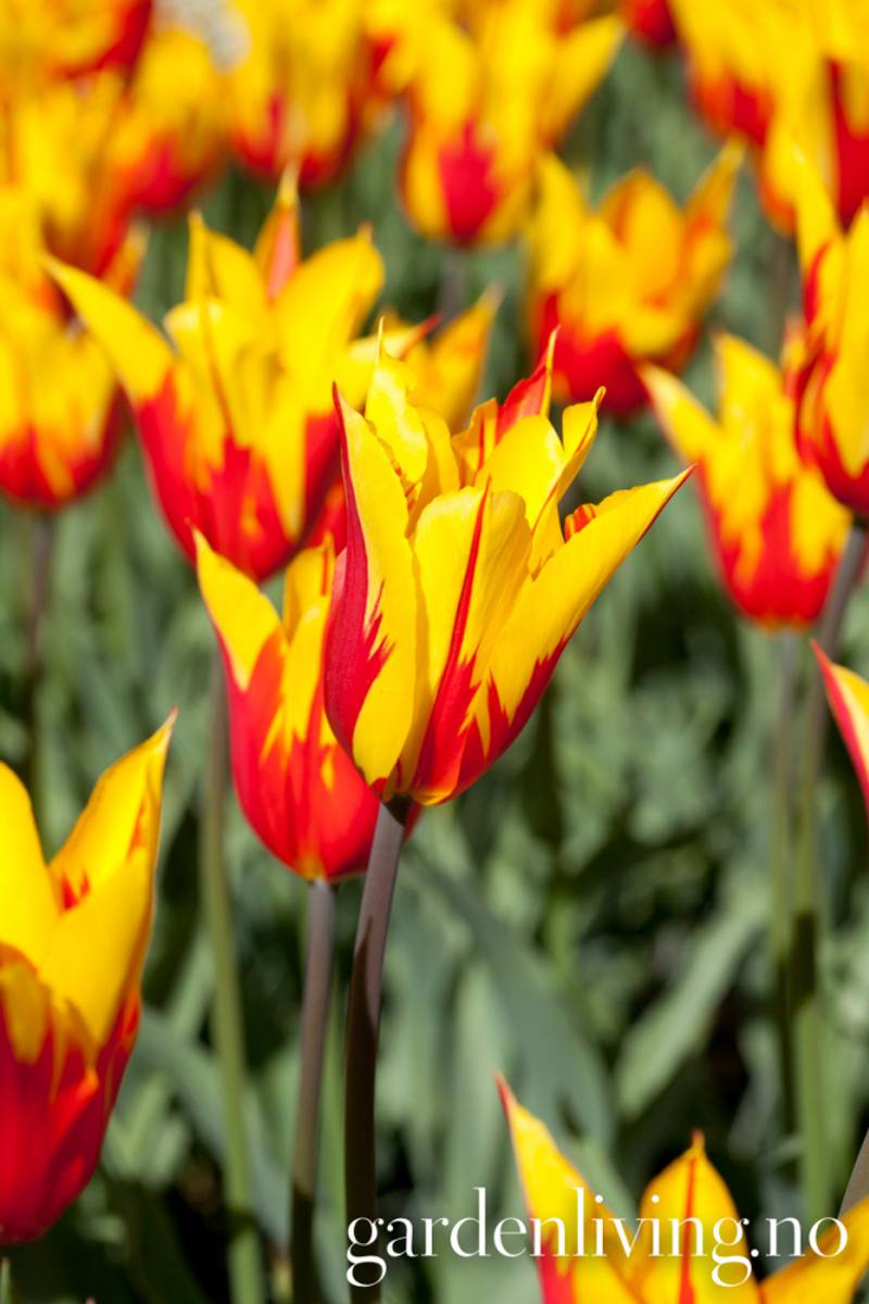 Tulipan 'Fire Wings', Liljeblomstrende - 8 stk