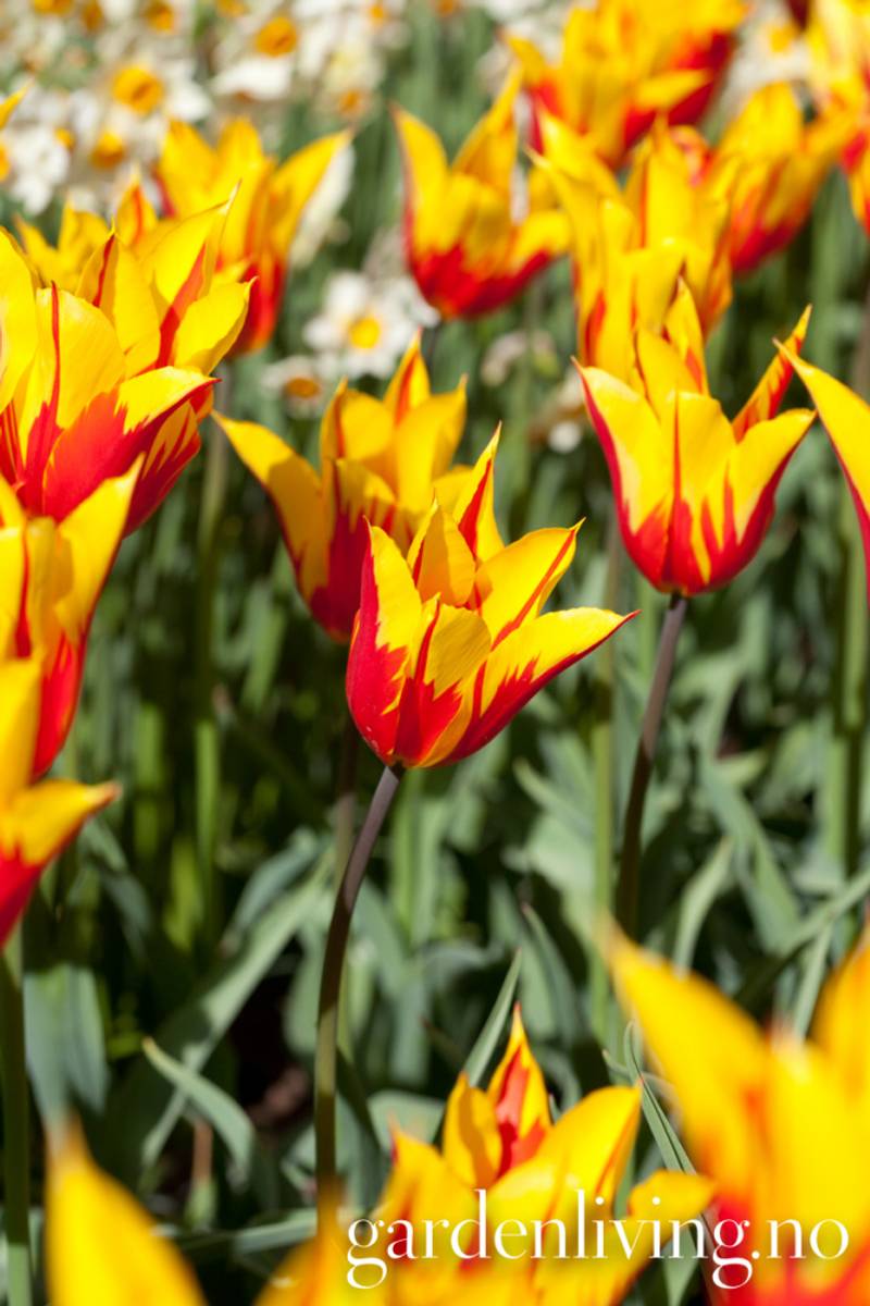 Tulipan 'Fire Wings', Liljeblomstrende - 8 stk