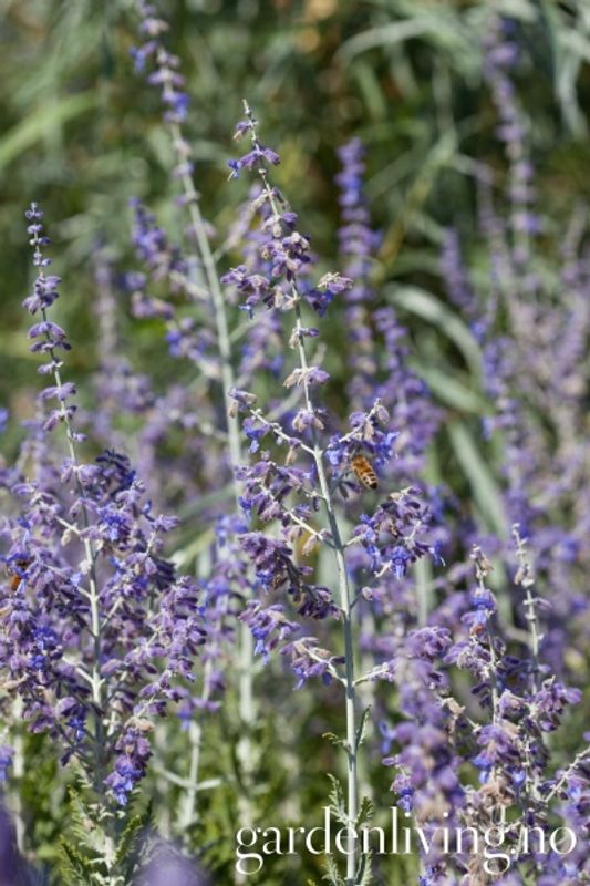Blåbusk ’Blue Jean Baby' - Perovskia atriplicifolia